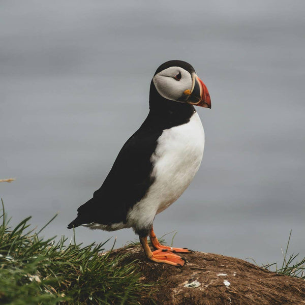 Atlantic Puffin Cap/Hat