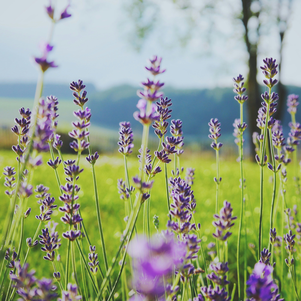 Lavender Cap